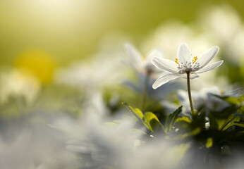 Białe zawilce gajowe kwitnące w lesie wiosną, miękkie światło słoneczne, tło natury. © mycatherina