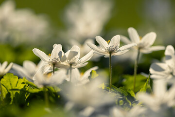 Białe zawilce gajowe kwitnące w lesie wiosną, miękkie światło słoneczne, tło natury. © mycatherina