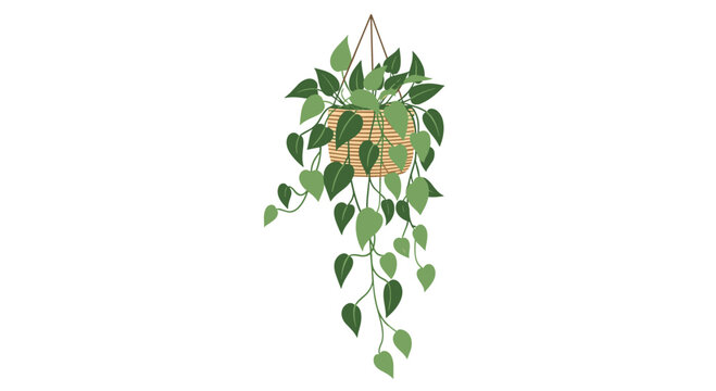 Beautiful hanging plant with trailing green heart shaped leaves in a woven basket for home interior and urban jungle decoration themes concept.