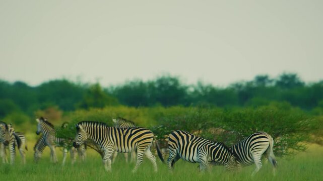 Slow motion footage of two zebras playing with each other in Central Kalahari Game Reserve of Botswana of southern Africa.