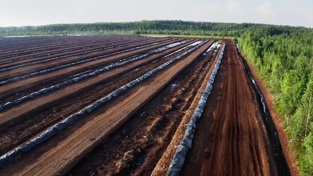 Skyward Peat Rows, Plasticcovered Peat Mounds Aligned Under Bright Sun, Parallel Peat Ridges With Reflective Furrows Under Open Sky And Forest Edge