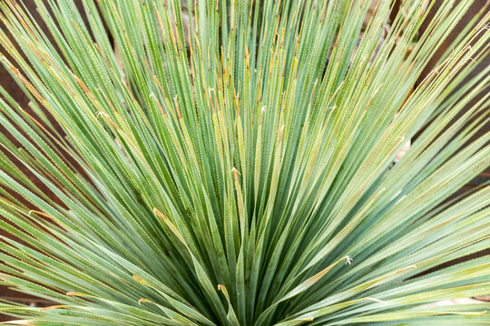 USA, Arizona, Bisbee.  Radiating leaves of desert plant. (Dasylirion wheeleri, common sotol, Wheeler sotol) 