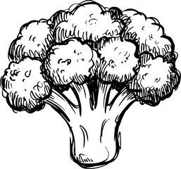 Fototapeta premium Hand Drawn of a Fresh Broccoli Florets and Stem White Background vegetable food