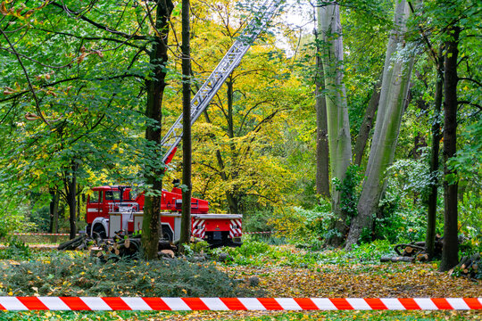 Fire truck with extended ladder during tree cutting in autumn park, firefighters removing dangerous branches, professional arboriculture works, area secured with safety tape, emergency services in fal