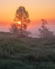 Fototapeta premium A beautiful sunrise over a misty field with trees, featuring vibrant orange and pink skies