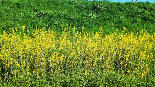 青空の下に広がる満開の菜の花と瑞々しい若草が揺れる風景