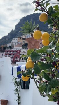 Bright lemons on a tree in Positano with colorful hillside houses and Mediterranean scenery, capturing sunny Italian coastal charm and fresh vibrant atmosphere.