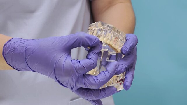 Dentist demonstrating dental implant placement on transparent jaw model in close up