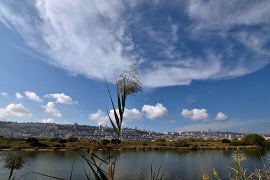 Arundo donax Giant Reed Stands Tall in Kishon River Nature Park Under Dramatic Clouds Where Wild Nature Faces Haifa City Skyline Northern Israel