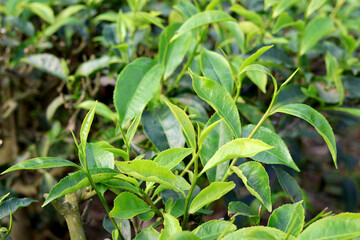 Fototapeta premium Organic Tea Leaves Growing in Eco Friendly Environment