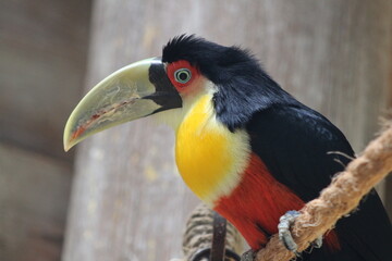 yellow billed toucan © ScottWeiland