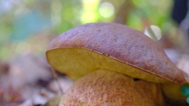 boletus mushroom