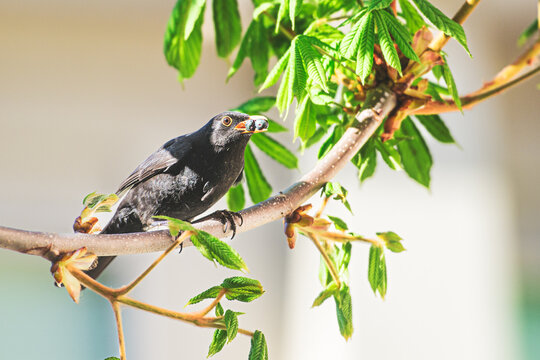 Male blackbird bird with berries for chicks in the nest