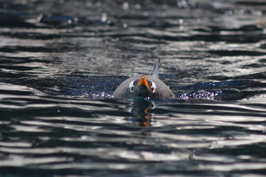 another penguin swimming