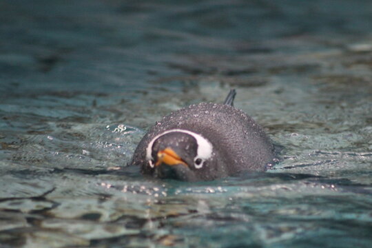 penguin in the cold water