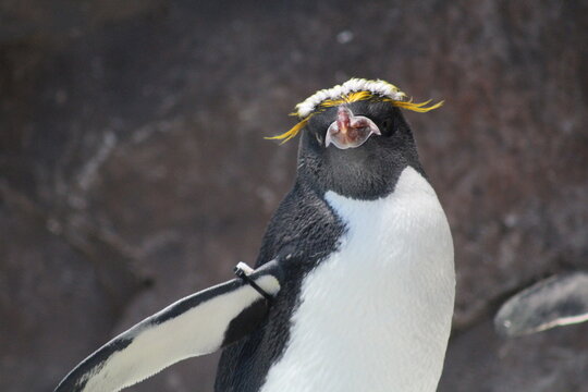 penguin on the rocks