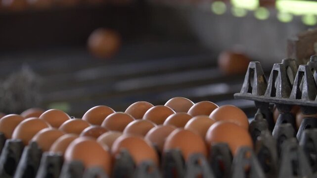 Fresh brown eggs on a collection tray in a commercial poultry farm. Industrial egg production, food supply chain, and agricultural sorting processes