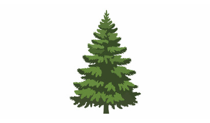 Fototapeta premium Single pine fir spruce conifer tree side view vector isolated on white background