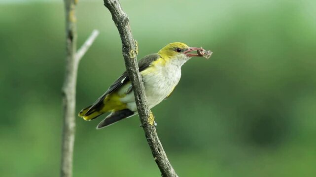 Bird perched on a tree branch with a bug in its beak outdoors