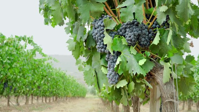 Grapes hanging from a vine in a vineyard on a sunny day outdoors
