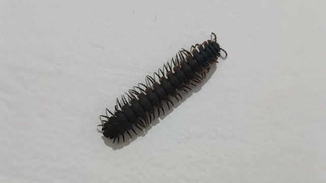 A high-angle close-up captures a small  dark  fuzzy millipede with distinct segmentation and numerous tiny legs  crawling diagonally across a plain  light-colored background.