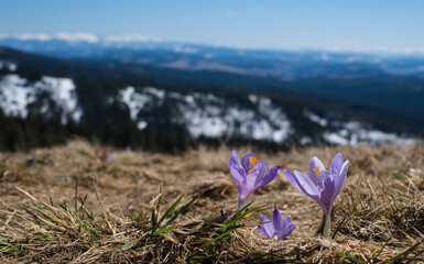 Krokusy na polanie Rysianki z widokiem na Tatry Beskidy Polska © kubikactive