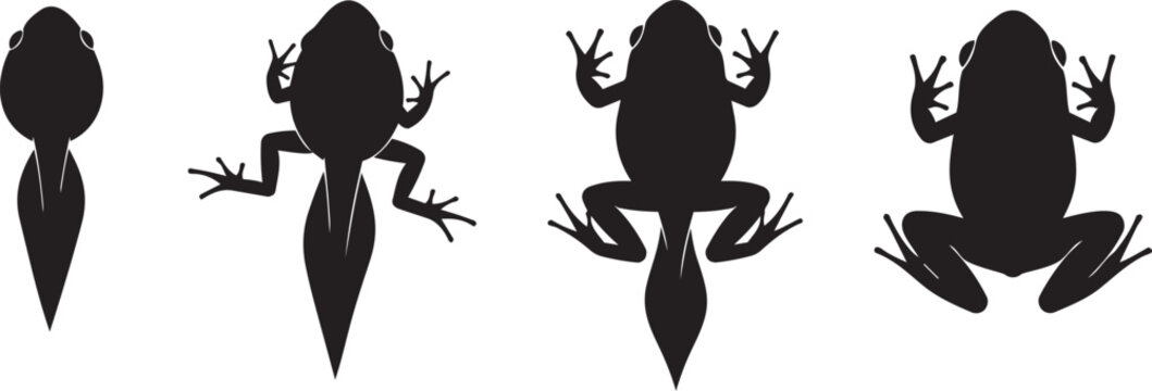 Frog life cycle stages silhouettes, from tadpole to adult frog, showing metamorphosis process, vector illustration