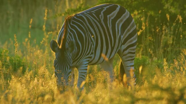 Slow motion footage of an adult zebra grazing grass early in the morning in kenya, Golden sunlight. 