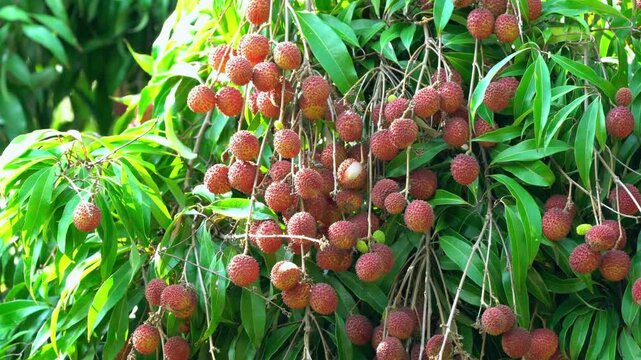 Ripe lychee fruits hanging from tree branches with green leaves outdoors in nature
