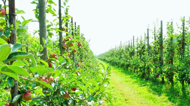 Rows of apple trees with ripe fruit in a lush orchard on a sunny day