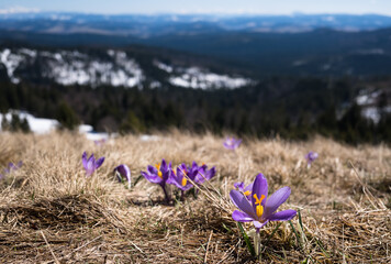 Krokusy na polanie Rysianki z widokiem na Tatry Beskidy Polska © kubikactive