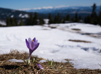 Krokusy na polanie Rysianki z widokiem na Tatry Beskidy Polska © kubikactive