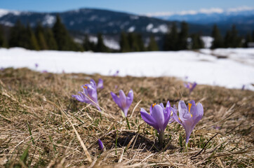 Krokusy na polanie Rysianki  z widokiem na Tatry Beskidy Polska © kubikactive