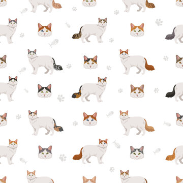 Turkish Van Cat clipart. All coat colors set.  All cat breeds characteristics infographic. Vector illustration
