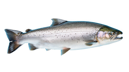 Fototapeta premium Salmon, whole, close-up, saltwater fish isolated on white background