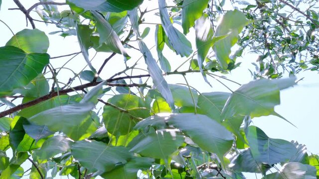 Cinematic Bodhi tree leaves swaying with sun flare in 4K, Thailand