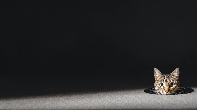 Cute Tabby Cat Peeking from a Circular Floor Hole with a Dramatic Beam of Light