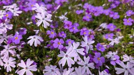 Obraz premium background with small purple flowers