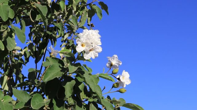 Anacahuita or Cordia Boissieri, White Cordia, Mexican olive, Texas wild olive) flowering against blue sky, closeup