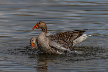 Fototapeta premium Greylag Goose (Anser anser) taking a bath with splashing water and displaying feathers. Gelderland in the Netherlands. 