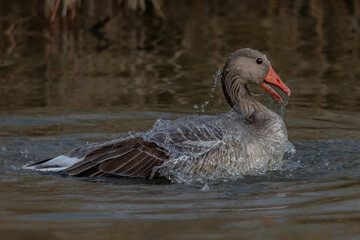 Greylag Goose (Anser anser) taking a bath with splashing water and displaying feathers. Gelderland in the Netherlands.         © Albert