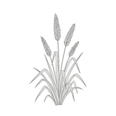 Fototapeta premium grass plant line art illustration with detailed green leaves and seed spikes perfect for botanical designs and nature-themed branding
