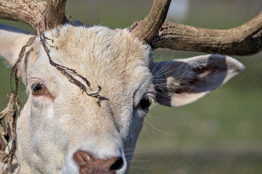 White Fallow Deer Close-Up Portrait with Antlers and Vines