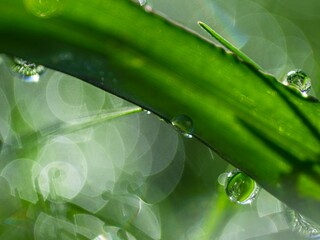 Extreme close-up of fresh dew drops on green grass with artistic geometric bokeh light effects. Macro nature shot for freshness, ecology, purity, and morning tranquility concepts. © AAUB