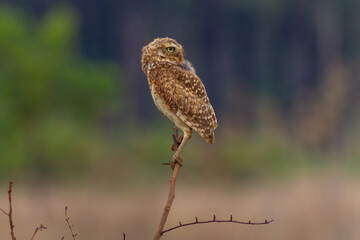 Fototapeta premium Little owl in the nature in Venezuela