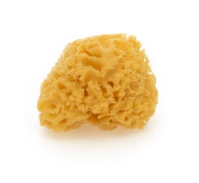 Natural yellow sea sponge isolated on white background. Organic bath sponge for body care, exfoliation, spa, and plastic-free lifestyle concepts.
