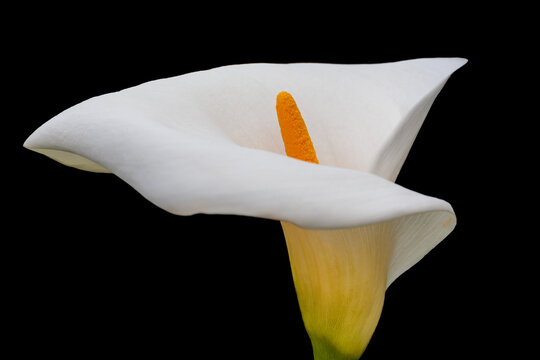 Elegant white calla lily (Zantedeschia) blossom with yellow spadix isolated on a deep black background