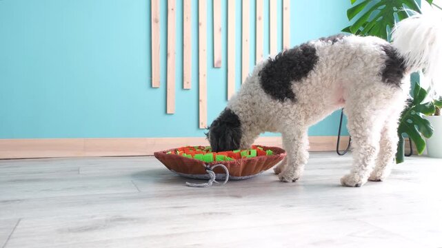 cute mixed breed dog playing on soft snuffle rag rug for hiding dried treats for dogs nose work at home. Intellectual games with pet. slow motion