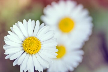 Obraz premium Close up of a white daisy flower with yellow center in a field. Soft focus macro photography of spring blossoms for nature, wellness, beauty, and greeting card concepts.