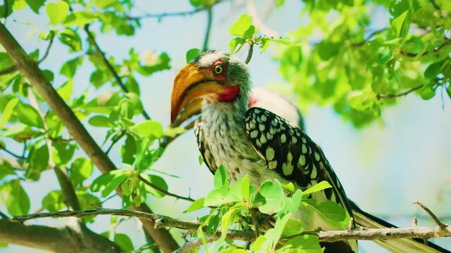 Close up of a southern yellow-billed hornbill (Tockus leucomelas) perched on a tree.